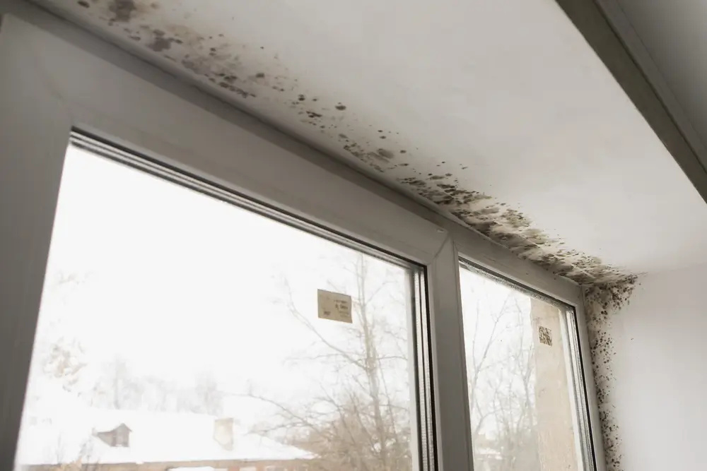 Mold Remediation in Canton, Michigan (4033)