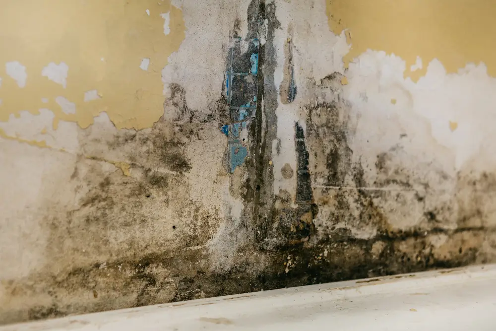 Mold Remediation in Canton, Michigan (5814)
