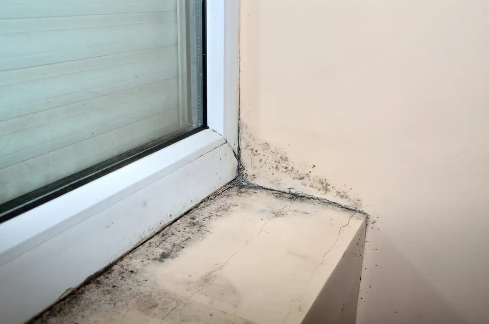 Mold Remediation in Trenton, Michigan (7070)