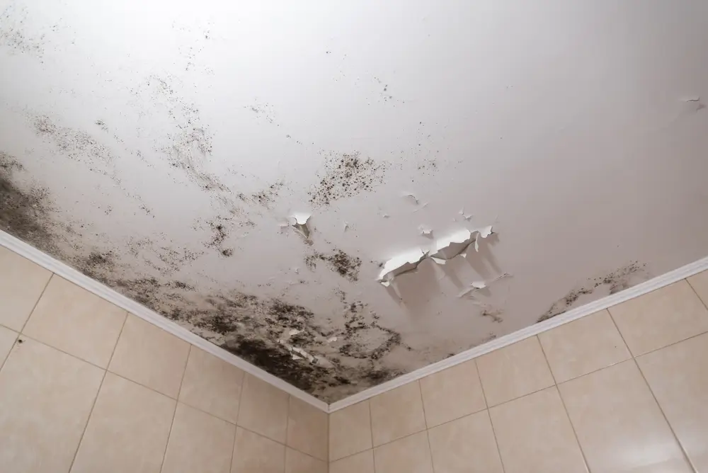 Mold Remediation in Canton, Michigan (8279)